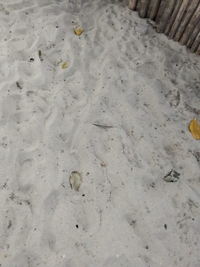 The image depicts an outdoor ground surface in Gombato Bongwe ward, Kenya, primarily composed of light gray granular sand. The sand exhibits various shallow depressions, subtle tracks, and surface irregularities. Several desiccated, yellowish-brown leaves are dispersed across the sandy area. In the upper-right portion of the frame, a segment of a weathered wooden structure, consistent with a barrier or fence, is visible. This structure consists of multiple vertical wooden posts partially embedded in the sand. No human or animal subjects are present, and no active events or interactions are depicted.