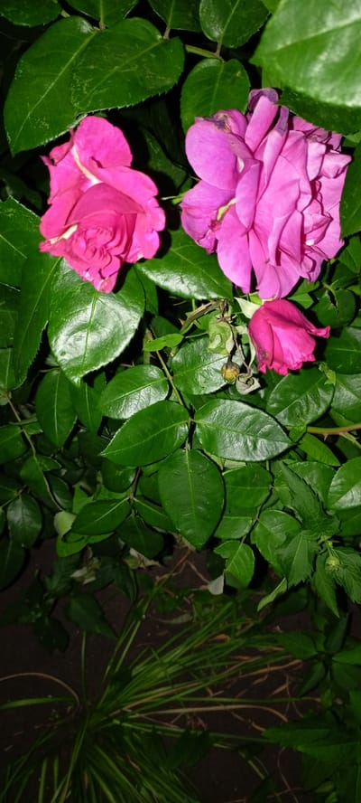 The image depicts a close-up view of a rose bush with several pink and magenta roses in various stages of bloom. The roses are surrounded by lush green leaves, some of which appear to be serrated along the edges. In the lower part of the image, some dry, brown grass and dark soil are visible. There are no people or any specific landmarks indicative of Kirsanov, Russia. The scene appears to be outdoors, possibly in a garden or park.