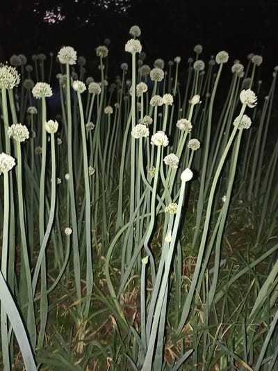 The image depicts a field of blooming onion plants at night. The scene is dominated by tall, slender green stalks topped with white, spherical flower heads. The flowers are in various stages of bloom, with some fully open and others still in bud. The background is dark, suggesting it is nighttime, with faint silhouettes of trees visible at the very top of the frame. The ground is covered with soil and some sparse vegetation. The overall impression is one of a quiet, natural setting. There is no visible text in the image. The location context provided is Pochaiv, Ukraine, which adds a specific geographical element to the scene. The image captures the beauty of these plants in their nocturnal bloom.