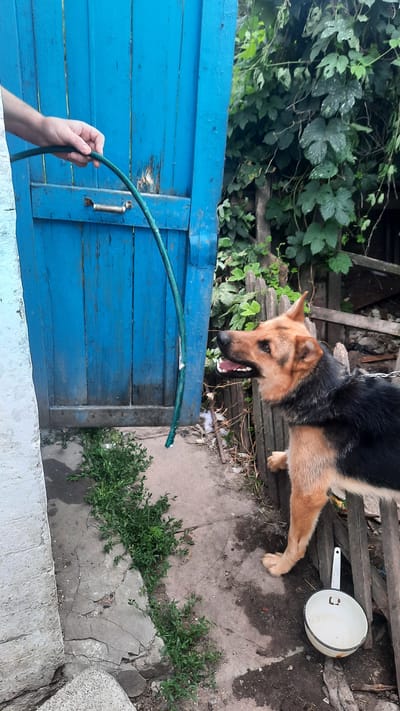 In this outdoor scene, a German Shepherd dog is leashed and appears to be either yawning or panting, with its mouth open. The dog is positioned near a weathered wooden fence and some greenery. In the foreground, a hand holds a green garden hose, which is bent in an arc. The background features a bright blue wooden door or gate, partially obscured by foliage. The ground is a mix of concrete and dirt, with some scattered debris and small plants. To the right, a white pot with a handle is visible on the ground. The overall impression is a rural or backyard setting, possibly in Samar, Ukraine. The time of day appears to be daytime, with natural lighting. There is no visible text in the image.