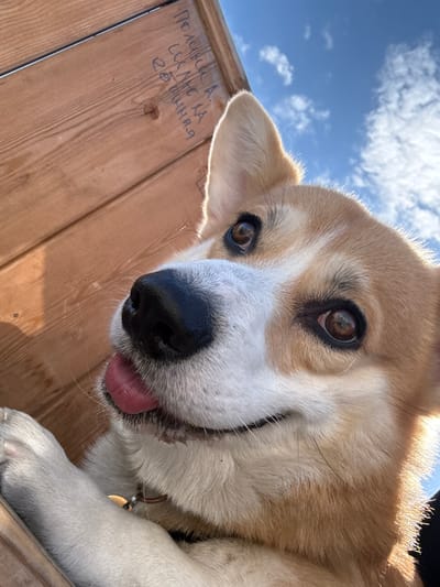 A close-up, low-angle shot features a tan and white corgi dog with a black nose and tongue sticking out. The dog is positioned at the upper-right of the frame, with its head tilted downward. The sky is visible in the upper-left, showing light blue and clouds. A wooden surface is visible on the left side with inscription "ПОЛИНА А, СИХ ЛОЛА 26 ФИННАЯ". The collar with a tag is visible. The photo was likely taken in the city of Borzya, Russia.