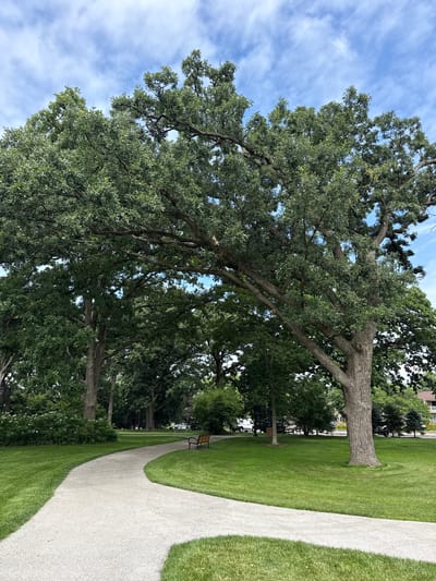 A concrete pathway curves through a verdant park in Woodridge, United States of America. Lush green grass blankets the landscape, interspersed with the shadows of large, mature trees that dominate the scene. The sky above is a canvas of blue, dotted with fluffy white clouds. In the mid-ground, a park bench sits beside the pathway, inviting rest. Further in the distance, a building with a beige facade is visible through the foliage, suggesting the presence of a residential or commercial area adjacent to the park. The overall impression is one of a tranquil, well-maintained urban green space.