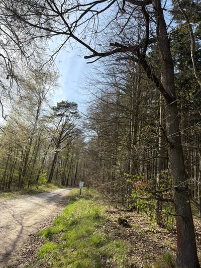 This image depicts a woodland path. A dirt path leads into the distance. The path is bordered by trees. The trees are mostly bare, but some are sprouting new leaves. The ground is covered in fallen leaves and grass. The location is identified to be near Griedel, Germany. There are no people or animals visible. There is a sign visible near the middle of the path.