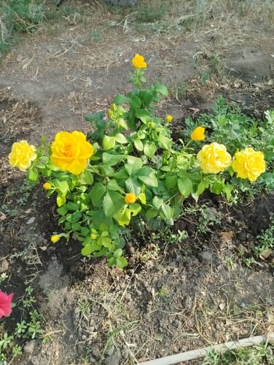 A close-up, eye-level, outdoor, full shot shows a vibrant bush of yellow roses in the city of Kabanbay, Kazakhstan. The roses, in various stages of bloom, are clustered on a bush with lush green leaves. Some buds are visible, hinting at future blooms. The ground around the rose bush is dark soil, scattered with dry grass and small green plants. In the lower left corner, a hint of a pink flower can be seen. The lighting suggests it is daytime, with sunlight illuminating the scene. The overall impression is one of natural beauty in a garden setting.