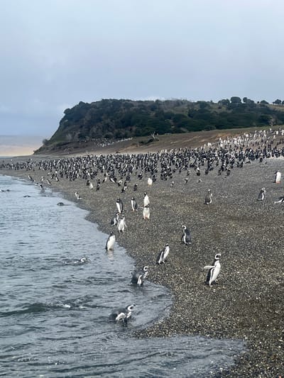 The image depicts a vast colony of Magellanic penguins on a rocky beach at Estancia Harberton, Argentina, under an overcast sky. The foreground features choppy, dark water from which several penguins are emerging or swimming. The beach is composed of countless small, dark grey pebbles, densely populated by hundreds of penguins. Many stand upright, others are in various stages of locomotion across the pebbles, and some are visible further up the gentle incline behind the immediate shoreline. In the mid-ground, the penguin colony extends to the base of a verdant hill covered in dark green, dense foliage, with some areas of lighter brown, possibly indicating sparse vegetation or dry patches. The sky is a uniform light grey, suggesting an overcast day. No human subjects or man-made objects are visible within the frame.
