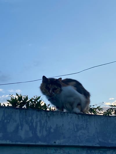 A calico cat, with a black collar, is standing on a concrete wall in Piyungan, Indonesia, at the coordinates -7.827, 110.482. The cat is looking towards the camera with its front paws planted on the wall. The cat is positioned against a blue sky, with a single power line running across the frame. Green foliage is seen on the wall to the left of the cat and in the background to the right. The sun is setting, casting a warm glow on the scene.