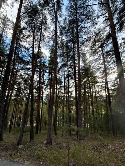 The image depicts a dense forest in Dom Otdykha Zolotoy Plyazh, Russia. Tall, slender trees dominate the scene, their trunks stretching vertically towards the sky. The ground is covered with leaves and other organic matter. The sky is partially visible through the canopy, appearing blue with patches of white. There are no visible people or animals.