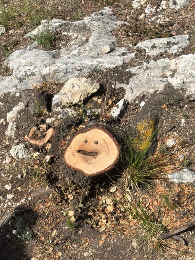 A high-angle, close-up shot depicts a natural ground scene, likely in an outdoor, arid or semi-arid environment like Olèrdola, Spain. The primary subject is a freshly cut tree stump, prominently featured in the lower-middle right of the frame. Its pale wood surface shows distinct growth rings, and two small, dark, possibly metallic, round objects (resembling screw heads or staples) are embedded near the top. A natural, elongated, dark gash or hollow runs vertically through the center of the stump.
The ground around the stump is a mix of dark, loose soil and various-sized light-colored rocks, characteristic of limestone. Scattered across the earth are dried leaves, twigs, wood chips, and small pebbles. Patches of green grass and other small, dry vegetation sprout from the soil. To the left, large, irregular formations of light gray rock dominate the ground, showing texture and some darker, possibly damp or mossy, areas. Another smaller, older, and darker tree stump is visible further down and to the left of the main stump, partially obscured.
Bright sunlight illuminates the scene from an overhead or high angle, casting short, distinct shadows, suggesting it is daytime, possibly midday. There is no active event taking place, but the fresh cut of the stump implies recent tree felling. No people or animals are visible, and no text can be discerned in the image. The overall impression is one of a rocky, dry, and natural landscape.