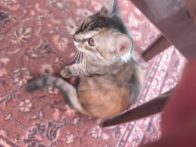 An indoor, high-angle, medium shot captures a tabby kitten lying on a red, patterned rug. The kitten, facing left, has its head turned to the left, with its mouth slightly open and its whiskers extended. Its fur exhibits stripes of gray, black, and brown, with patches of orange on its belly. Part of a brown wooden chair is visible in the upper right corner of the frame, and a blurry pink object, likely a finger, is in the lower right corner. The rug's pattern consists of floral and geometric designs in shades of red and dark brown. The scene is set in an unspecified indoor location within Уцеўскі сельскі Савет, Belarus.