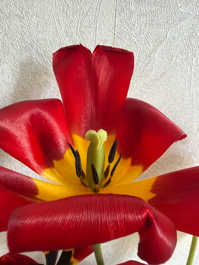The image presents a close-up, high-angle shot of a vibrant, open tulip flower, likely taken indoors. The flower is predominantly red, with its petals transitioning to a bright yellow in the center. The petals exhibit a soft, somewhat waxy texture with subtle creases and veins. At the heart of the bloom, the delicate reproductive structures are clearly visible: a light green pistil stands tall, surrounded by several stamens featuring dark, elongated anthers atop green filaments.

The flower is positioned diagonally, filling the majority of the frame. The background is a light, possibly off-white or very light grey, textured surface, resembling wallpaper or a stuccoed wall, providing a soft contrast to the vivid colors of the flower. The lighting is diffused and even, suggesting an indoor setting without direct sunlight, and there are no discernible shadows that would indicate a specific time of day. No people or visible text are present in the image. The scene is a still life, capturing the intricate beauty of the tulip. The location context for this media file is Tokkari, Russia.