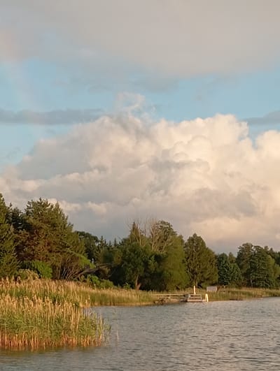 The image depicts a serene natural landscape with a body of water in the foreground, bordered by dense vegetation and trees along the distant shore. The water surface is calm, reflecting the soft light of the sky, which is filled with large, voluminous clouds. The vegetation consists of tall reeds along the immediate edge of the water, transitioning into a mix of deciduous and coniferous trees further inland. A wooden pier with several structures, possibly small buildings or docks, is visible along the shoreline. The overall impression is one of tranquility and natural beauty, suggesting a rural or lakeside setting. The image was taken in Mołowiste, Poland.