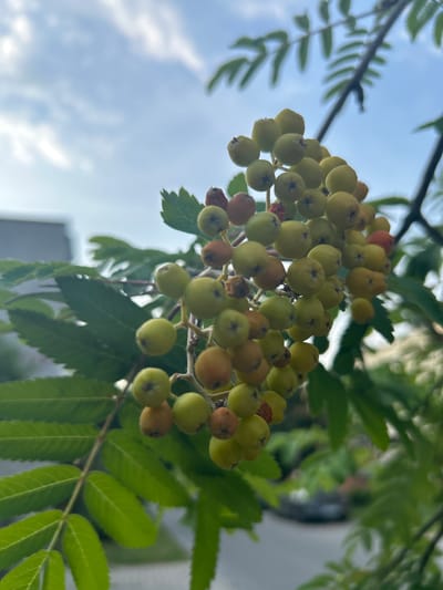 A cluster of unripe rowan berries, predominantly light green with some showing hints of orange and red, hangs from a branch against a partly cloudy sky. The berries are round and clustered tightly together on thin stems. Several large, serrated green leaves are visible, attached to a central stem on the left side of the frame. In the background, out of focus, are glimpses of a building and possibly a street with a vehicle. The image is taken from a low angle, looking upwards towards the sky and the berries. The overall impression is one of nature in an urban setting, specifically from Środa Wielkopolska, Poland.