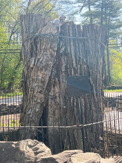 The image presents a large, weathered tree trunk or log, prominently displayed horizontally in an outdoor setting. The log features deeply furrowed bark and appears to be ancient. It is supported by a robust metal framework or scaffolding, indicating it is a preserved exhibit.
A dark, rectangular metal plaque is attached to the side of the log. Due to reflections and the image's resolution, the text on the plaque is not legible.
In the background, a clear, bright sky is visible above numerous green trees and foliage, suggesting a sunny day during either spring or summer. To the right of the log, a large, textured stone structure or wall is partially visible, adding to the constructed nature of the display area. Metal railings or fencing can also be seen around the exhibit.
There are no people visible, and no specific activity is taking place; the log is presented as a static display, likely a historical or natural artifact within the City of Newburgh, United States of America.