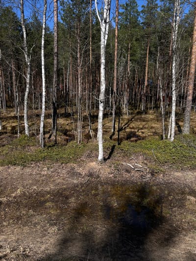 The image shows a forest scene near Чернышово, Russia. The foreground consists of a sandy, marshy area with some green vegetation. A thin layer of water covers parts of the ground. The background shows a dense forest with many tall, thin trees, including birch trees with white bark and coniferous trees with green foliage. The sky is visible through the branches and is a clear blue. There are no people visible.