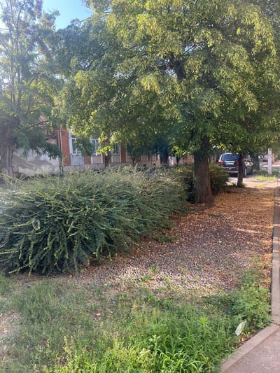 The image depicts a street scene in Berehove, Ukraine, on a clear day. In the foreground, a sidewalk borders a strip of ground covered in gravel and scattered leaves. To the left of the sidewalk, a large, dense green shrub dominates the mid-ground. Behind the shrub, a row of trees with dense green foliage partially shades a brick building with white-framed windows. A dark-colored SUV with a license plate starting with "NPC" is parked behind some of the trees. Further down the street, more buildings and trees are visible. The overall impression is one of a quiet residential or commercial street in a European city.