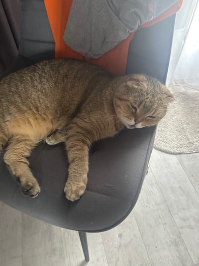 A tan-colored cat with folded ears is sleeping on a dark gray chair. The cat is lying on its side, with its head resting on its paws. Behind the cat, there are several pieces of fabric, including an orange one and a gray one. The chair is positioned near a window with sheer white curtains. The floor beneath the chair appears to be made of light-colored wood or laminate. A small, fluffy rug is visible to the right of the chair. The scene appears to be indoors, in a domestic setting. The image is taken from a slightly elevated angle, looking down at the cat.