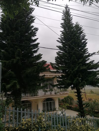 The image depicts a residential house in Lang Biang, Da Lat, Vietnam, featuring a two-story building with a red-tiled roof and cream-colored exterior walls. Two tall evergreen trees, likely pine trees, flank the house, with their branches partially obscuring the view of the structure. A grey metal fence runs along the foreground, with climbing vines and foliage growing on it. The sky is overcast, suggesting cloudy weather. Beyond the house and trees, a garden area with flowers and some agricultural fields can be observed. Electrical wires are visible crisscrossing the upper portion of the image. No people are present in the frame.