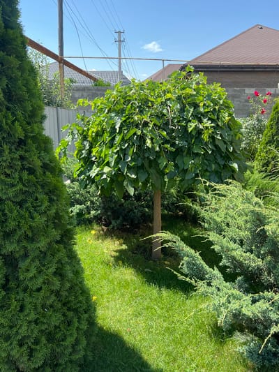 A manicured garden surrounds a trimmed tree in Qoyankus, Kazakhstan. The tree, with a rounded canopy of broad green leaves, stands on a well-kept lawn. To the left, a tall, conical evergreen shrub provides a stark contrast in texture and shape. In the foreground, a sprawling, low-lying evergreen bush with feathery branches hugs the ground. Beyond the garden, a gray metal fence runs horizontally, and a house with a brown shingled roof and cinder block foundation is visible. Utility poles with overhead wires are silhouetted against a clear blue sky. A single red rose blooms on a vine in the distance. The scene is brightly lit by the sun, casting shadows across the lawn.