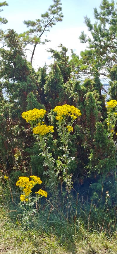 The image shows a natural landscape with a dense background of evergreen trees. In the foreground, several tall plants with clusters of bright yellow flowers are prominent. The ground is covered with green grass and dry vegetation. The sky above is light blue with some white clouds. There are no people or man-made structures visible in the image. The scene depicts a typical outdoor environment that could be found in a park or natural area. There is no specific information about the location in Panga, Estonia.