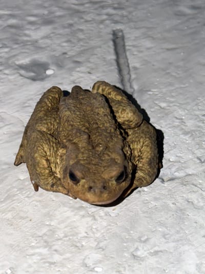 A common toad is sitting on a white textured surface, possibly concrete or stucco. The toad is facing the camera and is the main subject of the image. Its skin is rough and bumpy, with a mottled brown and green coloration. Its eyes are dark and appear to be looking forward. The background is out of focus but appears to be a continuation of the white textured surface. There is a shadow cast on the surface behind the toad, suggesting an overhead light source. The image is taken at night, as indicated by the shadow and the lighting. The location of Tashtagol, Russia is not discernible from the image.