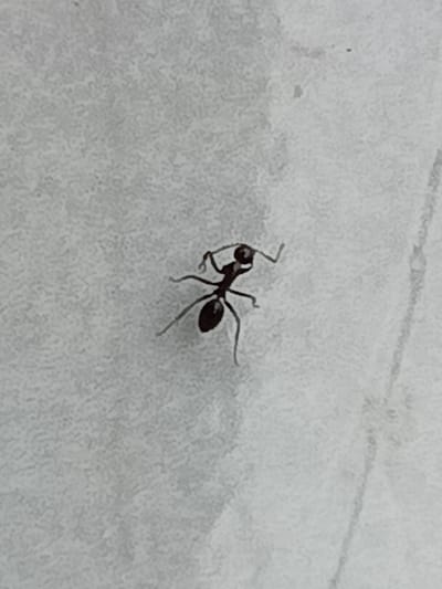 A close-up, top-down shot captures a single dark-colored ant against a light, textured background. The ant, appearing black or very dark brown, is positioned slightly off-center, with its head facing towards the upper right of the frame. Its segmented body is clearly visible, comprising a head with prominent, bent antennae, a narrow thorax, and a more rounded abdomen. All six legs are extended, suggesting movement or a poised stance on the surface. The background is an off-white or light gray, matte surface, exhibiting a subtle granular or slightly uneven texture, resembling a wall, floor, or perhaps a sheet of paper. A faint, slightly darker vertical line or crease is visible on the right side of the background, extending vertically down the image. The lighting is even, illuminating the ant and surface without harsh shadows, which allows for clear observation of the ant's anatomy. No text is visible in the image. The provided crops offer magnified views of different sections of the ant and its immediate surroundings, confirming the details of its structure and the background texture.