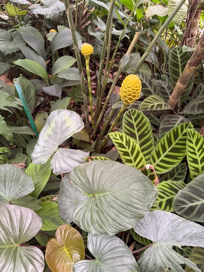 In Pong Yaeng, Thailand, a close-up shot reveals a cluster of lush green foliage, dominated by large, heart-shaped leaves in various shades of green and silver. Among the broad leaves, two striking yellow, cone-shaped flowers stand out, their layered petals creating a unique texture. One flower is prominently displayed in the center, while another is visible slightly above and to the left. The background is a dense tapestry of more leaves, some with intricate dark green and lime green stripes, suggesting a tropical or botanical garden setting. A thin, light blue metal rod is partially visible on the left side of the frame, possibly supporting the plants. The scene is naturally lit, hinting at an outdoor environment.