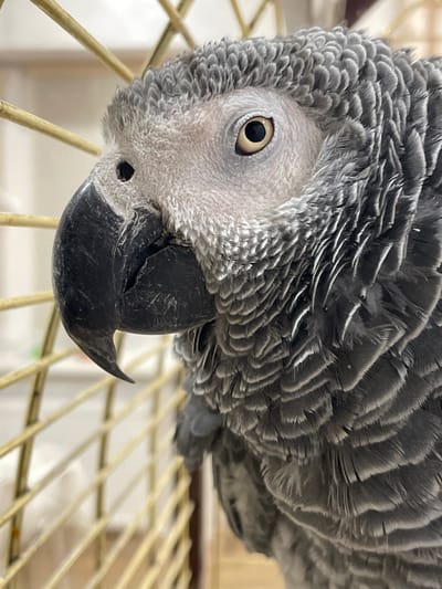 A close-up, high-angle portrait captures the right side of a Grey Parrot (Psittacus erithacus) from its head to upper torso, situated within a cage in the city of Ahronomichne, Ukraine. The bird's plumage is primarily grey, with lighter, almost white feathers on its face. Its visible right eye features a dark pupil surrounded by a distinct light yellow-gold iris. The prominent, dark grey to black beak is robust and hooked, showing minor surface irregularities. Two small, dark nostrils are visible at the base of the upper mandible. Golden-yellow metal cage bars are present, out of focus, in both the foreground and background, indicating the parrot's confinement. The background beyond the cage is light-colored and indistinct, suggesting an indoor environment. No other subjects, actions, or specific interactions are discernible.
