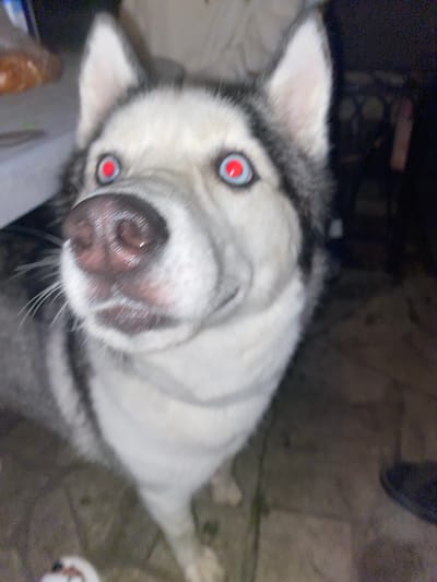 A close-up, slightly blurry, over-the-shoulder shot of a Siberian Husky. The dog's head is tilted forward, with its nose prominently featured and its eyes looking directly at the camera. The eyes have a red-eye effect, likely from flash photography. The dog's fur is a mix of white and grey. In the background, a blurred out table with what appears to be food is visible on the left, and a dark, indistinct background on the right. The setting appears to be indoors, possibly a home, with what looks like tile flooring. There are no people clearly visible in the frame, though a small portion of a white object that could be a shoe or a bag is visible at the bottom left of the image. No specific location within Solnechnaya Polyana, Russia can be determined from the visual information alone.