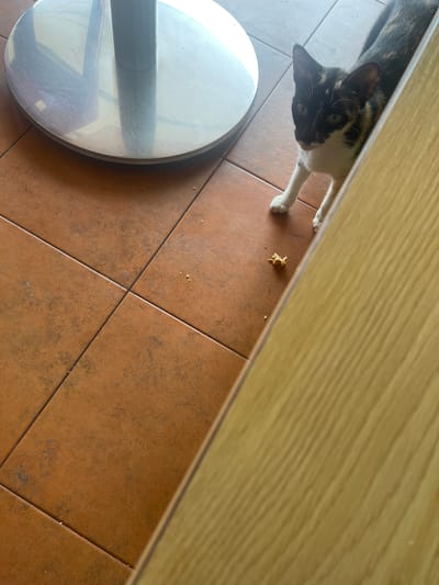 A calico cat with white paws and chest is standing on a tiled floor, looking at a piece of food. The cat is positioned to the right of a round, silver-colored base of a table. The floor is made of terracotta-colored tiles. A wooden surface runs along the right edge of the image. The scene appears to be indoors, possibly in a home or establishment in Medan, Indonesia.