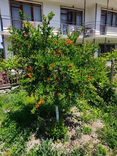 In Kranevo, Bulgaria, a pomegranate tree with vibrant green leaves and numerous bright orange flowers stands in a garden in front of a white building with multiple balconies and dark-framed windows. The tree is positioned centrally in the frame, with its trunk painted white near the base. The ground around the tree is covered in grass and soil, with some scattered leaves and small plants. A weathered fence and a stone wall are visible to the left of the tree, suggesting a property boundary. To the right, a wire fence and more vegetation can be seen. The overall scene depicts a sunny day in a residential area.