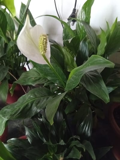 A close-up, eye-level shot shows a peace lily plant with a single white spathe and yellow spadix in bloom. The plant has large, dark green, glossy leaves that appear somewhat dusty. The peace lily is in a pot that is partially visible at the bottom right of the frame, a terracotta color. The background is a plain, white wall with a black electrical cord and plug hanging down. The overall lighting is moderate, with some shadows on the leaves. The image is of a houseplant and does not depict any specific location in Taraz city administration, Kazakhstan.