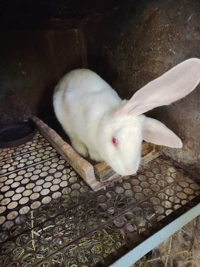 A white rabbit with red eyes sits in a rusty metal cage. The cage floor is made of a perforated metal grate, allowing glimpses of hay and grass below. To the left of the rabbit, a dark, circular object, possibly a food dish, rests on the grate. A rough wooden plank runs across the cage floor, providing a surface for the rabbit to sit on. The background of the cage is dark and appears to be made of aged, possibly rusted metal. The lighting suggests it is daytime. The setting is a confined space, likely an animal enclosure. There is no visible text in the image. The overall impression is one of an animal in a functional, albeit somewhat rustic, living environment.