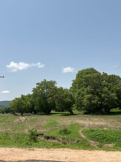 This image depicts a rural landscape in Dzhu'a-Khore, Nigeria, characterized by a clear blue sky with a few scattered clouds. A line of tall, leafy trees dominates the mid-ground, with varying shades of green foliage. In the foreground, a dusty path is visible, transitioning into a grassy area with patches of dry earth and some vegetation. The overall scene suggests an open, natural environment under bright daylight. There are no people or specific actions captured in the frame, focusing instead on the natural elements of the location.