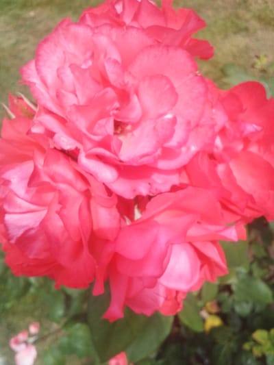 A close-up, vertical shot captures a cluster of vibrant pink roses in bloom, with soft green foliage forming the background. The flowers are in various stages of opening, showcasing their delicate, layered petals. The lighting is bright, creating highlights and shadows that emphasize the texture of the petals. In the lower left of the image, a few out-of-focus pink blossoms are visible, adding depth to the scene. The overall impression is one of natural beauty and abundance. This image was taken in Beylikdüzü, Turkey.