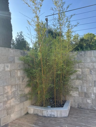 In Brca, Montenegro, a garden scene features a raised planter filled with bamboo. The planter is constructed from light-colored stone blocks. The bamboo stalks are yellow-green and reach upwards, with slender green leaves. Behind the bamboo, a wall made of rough-hewn grey stone blocks forms a corner. The ground in front of the planter is paved with wooden planks laid horizontally. A tall, dark green evergreen tree stands to the left of the frame, partially obscuring the stone wall. Above, a clear blue sky is visible, with thin horizontal wires stretched across the upper portion of the image, attached to a metallic pole with a small, round, smiling object. Lush green trees and foliage are visible in the background above the stone wall. The lighting suggests it is daytime, with sunlight casting shadows. There are no people or animals present in the scene.