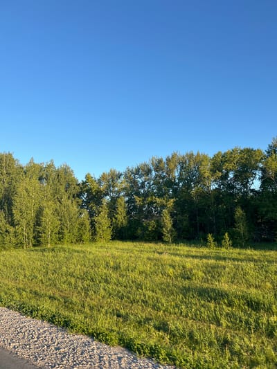 The image depicts a natural landscape with a clear blue sky dominating the upper portion. Below the sky is a dense line of green trees, appearing to be a forest or a treeline. The trees are varied in height and density, with some lighter-colored birch trees interspersed with darker, broader-leafed trees. The lower half of the image is a sunlit field of tall green grass, with some shadows cast across it, indicating the direction of the sun. In the bottom left corner, a gravelly path or road is visible, running diagonally across the frame. The scene appears to be set in a rural or natural environment, likely in the vicinity of Yarkovo, Russia, given the context. There are no people or animals visible in the image.