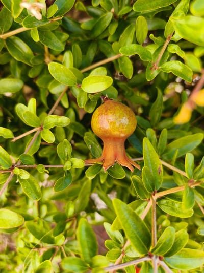 In Dehesa de Campoamor, Spain, a close-up, overhead shot captures a small, unripe pomegranate fruit on a branch, surrounded by glossy green leaves. The fruit, about an inch in diameter, is predominantly yellow-green with streaks of orange-red. Its calyx, or crown, is visible as a reddish-brown, star-like structure at its base. The surrounding foliage is dense, with oval-shaped leaves clustered along thin, woody stems. The lighting suggests it is daytime, with sunlight illuminating parts of the leaves and fruit, creating subtle highlights. The background is a soft blur of greens and browns, indicating a shallow depth of field that focuses attention on the fruit and immediate leaves. There are no people or animals visible in the frame.