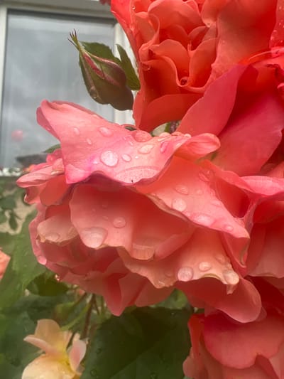 The image is a close-up shot of vibrant coral-colored roses with water droplets on their petals. The roses are in bloom and appear to be outdoors, possibly in a garden. In the background, a windowpane with a gray, overcast sky is visible, suggesting it might be a cloudy day. A rosebud, partially closed, is also present in the upper left portion of the frame. The setting is a garden at the Dubăsari town council in Moldova.