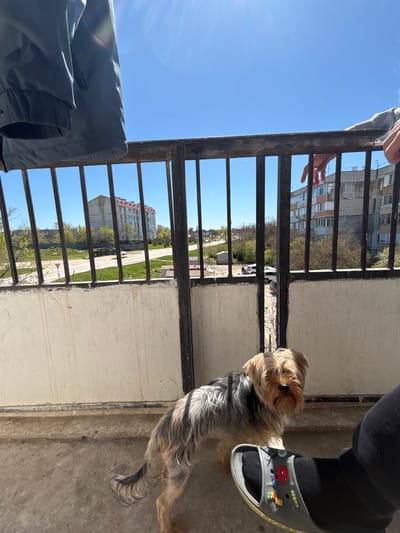 A small dog stands on a concrete balcony next to a person's foot clad in a gray Croc sandal decorated with cartoon characters. The balcony has a dark metal railing through which a view of buildings, trees, and blue sky is visible. A hand is partially visible at the top of the railing. A black garment is draped over part of the railing. The location is likely Chornomorskoe, Ukraine, based on the prompt.