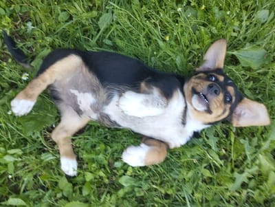 In the city of Voroshylivka, Ukraine, a small, tricolor dog is lying on its back in lush green grass, surrounded by scattered small white flowers. The dog, with a black back, tan legs, and white paws, appears to be playing or relaxing. Its eyes are open, and its mouth is slightly agape, revealing its teeth and pink tongue. The dog's ears are perked up, and its body is positioned in a playful manner. The overall environment suggests a natural outdoor setting, possibly a park or a garden, with ample vegetation.