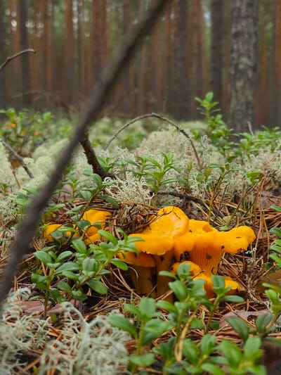 In a forest floor environment in Hargla, Estonia, a cluster of bright orange chanterelle mushrooms is visible, partially obscured by green lingonberry plants. The mushrooms are gathered together, with their distinctive wavy caps and fluted undersides. Surrounding the mushrooms is a bed of pine needles and light gray lichen, characteristic of a coniferous forest. In the background, the blurred trunks of pine trees create a vertical pattern, suggesting a densely wooded area. A thin, dark branch diagonally crosses the foreground, adding depth to the scene. The lighting appears overcast, contributing to the muted colors of the forest. There are no people or animals present.