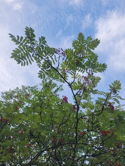 The image shows a close-up, low-angle view of a rowan tree with green leaves and clusters of red berries, set against a blue sky with wispy white clouds. The branches of the tree are dark and intricate, providing a stark contrast to the vibrant foliage and fruit. The scene appears to be from a natural outdoor setting, possibly a park or garden within Gävle, Sweden, given the commonality of rowan trees in the region and the characteristic light and sky. There are no people or other discernible man-made objects visible in the frame. The photograph captures a moment of natural beauty, highlighting the textures and colors of the tree and its surroundings.