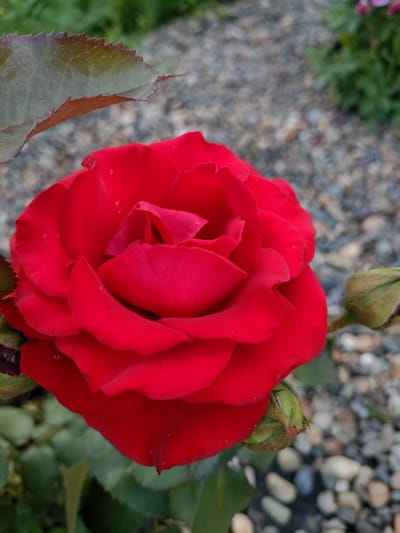 A close-up, slightly overhead shot features a vibrant red rose in full bloom. The rose's petals are soft and layered, with a velvety texture. Tiny water droplets are visible on some of the petals, suggesting recent rain or dew. To the left of the rose, a portion of a dark green leaf with serrated edges and reddish-brown veins is visible. To the right and slightly below the rose, two green rosebuds are partially obscured by the rose petals.

The background is softly blurred, composed of small, multi-colored pebbles and patches of green foliage, indicating an outdoor garden setting. The lighting suggests it may be daytime, possibly late afternoon given the soft quality of light. There are no people or text visible in the image. The focus is entirely on the detailed beauty of the rose and its developing buds.