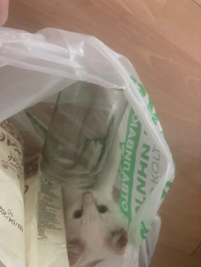 A white kitten with brown markings on its face is peeking out from a plastic bag, with its eyes clearly visible. The kitten appears to be inside the bag with a glass jar. The bag has some green text printed on it. The background consists of a wooden floor.