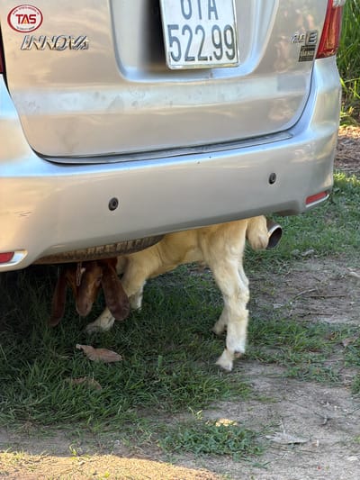 A light silver Toyota Innova vehicle is parked on a dirt and grass area. Underneath the rear bumper of the vehicle, a young goat with brown and white fur is positioned. The goat's head is visible, with long, brown ears. It appears to be lying down or resting under the car. The car has a license plate that reads "522.99" and various stickers on the rear, including one with "TAS" and "INNOVA" emblems. The environment is outdoors, with green grass and some dry dirt visible. The lighting suggests it is daytime. The location is implied to be Cam Lam, Vietnam, due to the presence of the "Tân Thành - Cam Lâm" text on one of the stickers.