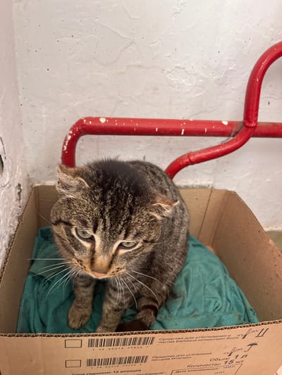 A domestic short-haired tabby cat, distinguished by its brown and black striped fur and green eyes, is seated inside a cardboard box. The cat's ears appear partially folded or creased. The box is lined with a teal-colored fabric and exhibits Cyrillic text and barcodes on its interior, indicating its original use as packaging for a "Bleach and cleaning agent concentrate" with a "1 L" volume. The animal's head is tilted slightly downwards and to the left, suggesting a subdued posture. The background features an off-white, textured wall showing signs of wear, beneath a section of red-painted metal piping. The piping runs horizontally and then curves upwards on the right, with visible white flecks on its surface. This indoor scene is situated in the city of Кез, Russia.