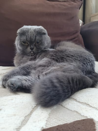 A grey Scottish Fold cat with folded ears is lying on a patterned beige blanket. The cat is looking forward with its head slightly tilted down and its expression appears grumpy. Its front paws are resting on the blanket in front of it. Behind the cat, a dark brown pillow is visible. The background suggests an indoor setting with hints of furniture and a wall. The overall scene depicts a domestic environment. The location is Mayna, Russia.
