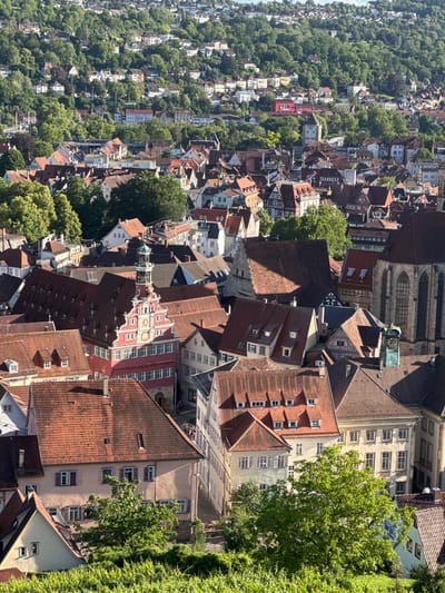 This is an aerial view of the historic city of Esslingen am Neckar, Germany, focusing on its old town and the surrounding hillside. The foreground features a dense canopy of vibrant green trees and grapevines, characteristic of the region. Beyond this lush vegetation, the image reveals a tightly packed collection of buildings with predominantly red-tiled roofs, a common architectural feature in German towns.

Several prominent structures stand out amidst the urban landscape. A striking, ornate red building with a stepped gable, intricate window detailing, and a tower topped with a green spire is centrally located. To its right, a large Gothic-style church with tall, arched windows and a stone facade dominates the skyline. Other buildings exhibit varying architectural styles, including pitched roofs, dormer windows, and light-colored facades.

The middle ground shows the hillside densely populated with houses, interspersed with numerous trees, creating a picturesque view of a city integrated with nature. The houses on the hill are a mix of sizes and colors, with many featuring red or gray roofs. The background consists of a further expanse of densely forested hills, suggesting the city is nestled within a verdant valley. The scene is bathed in the warm light of a sunny day, casting shadows and highlighting the textures of the buildings and foliage. There are no visible people or discernible actions taking place within the frame.