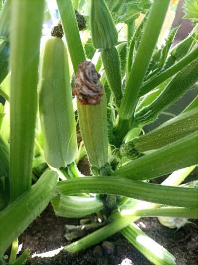 The image shows a close-up of several young zucchini plants growing in soil. Two zucchini fruits are visible, one larger and slightly to the left, and a smaller one closer to the center with a brown, dried flower remnant at its tip. The plants have thick, ribbed green stems and leaves covered in fine hairs. Sunlight filters through the leaves, creating bright highlights and shadows. The scene appears to be an outdoor garden. The image is not specific to Reda, Poland; it is a general image of zucchini plants.