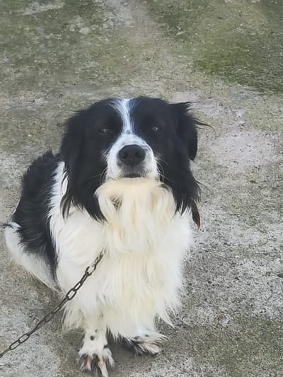 The image depicts a medium-sized, black and white dog with long fur, sitting on a concrete surface. A chain leash is attached to its collar. The dog is facing the camera directly. The background is an out-of-focus concrete or paved area. The location is Sadievo, Bulgaria.